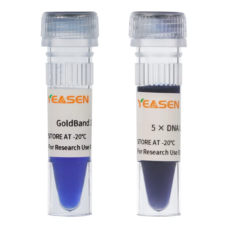 Yeasen GoldBand™ 1 kb DNA ladder