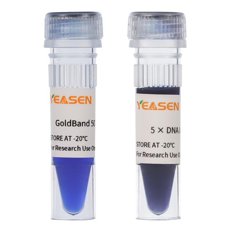 Yeasen GoldBand™ 50 bp DNA Ladder