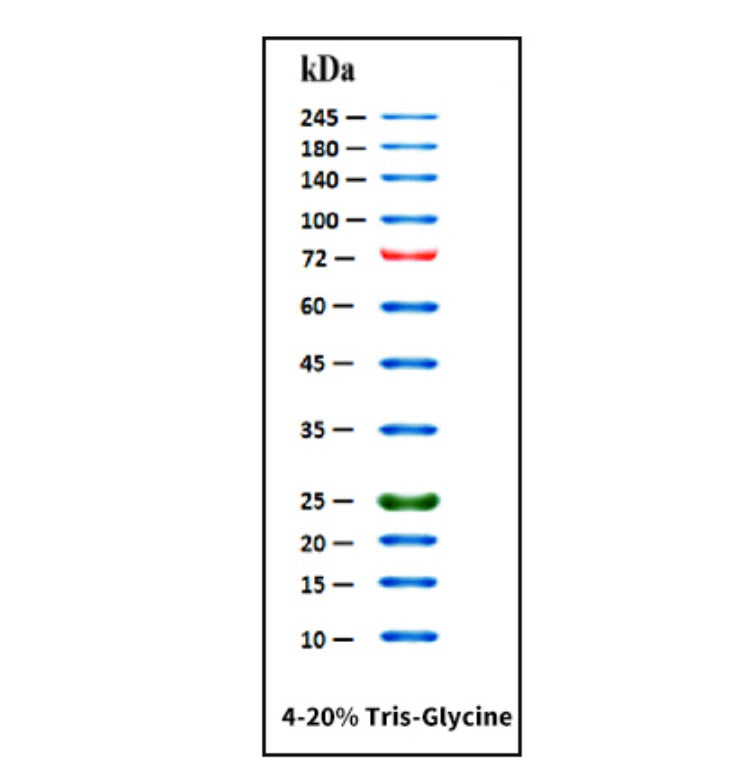 Yeasen GoldBand™ 3-color High Range Protein ladder (10–245 kDa )