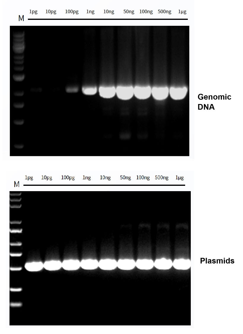 Figure1. High sensitivity of Hieff Canace™ High-Fidelity Long PCR Master Mix.