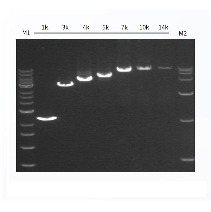 Figure 2. Long PCR from cDNA by Hieff Canace™ High-Fidelity Long PCR Master Mix.