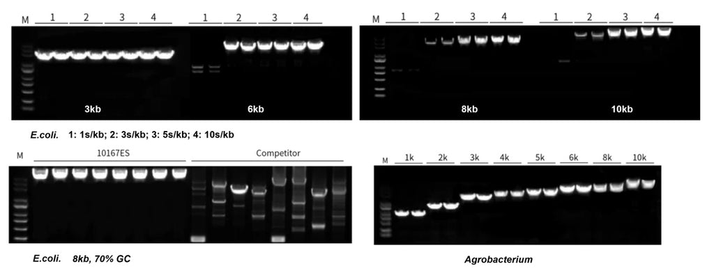 PCR gel panels labelled E. coli and Agrobacterium, showing fragment sizes, extension times and lanes labelled 10167ES and competitor.