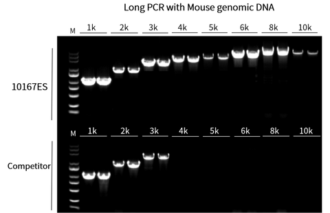 Fig. 2. Fast a mplifi cation of 1-10 kb mouse gDNA shows high yield and a high speed at 10 sec/kb. M: 10,000 DNA Marker (10505ES).
