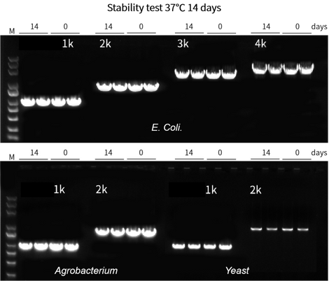 PCR gels labelled E. coli, Agrobacterium and yeast, with 1–4 kb fragment labels and lower-panel comparisons marked 14 and 0 days.