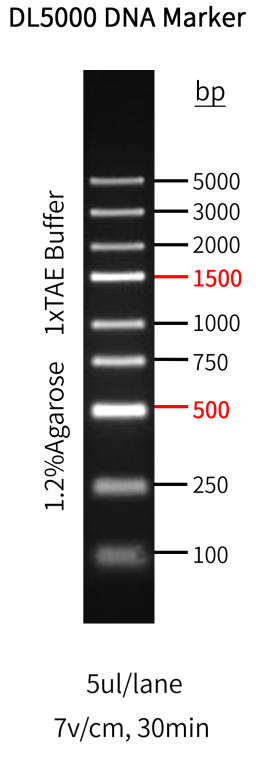 Figure 1. The electrophoretogram of GoldBandTM DL5,000 DNA Marker