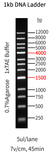 Figure 1. The electrophoretogram of GoldBandTM 1&nbsp;kb DNA&nbsp;Ladder
