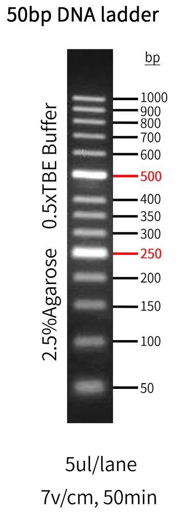 Figure 1. The electrophoretogram of GoldBand™ 50 bp DNA Ladder