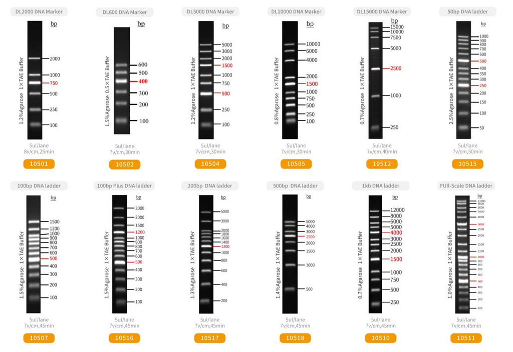 Manufacturer DNA-marker comparison chart showing labelled band sizes and catalogue numbers, including DL5000 10504, 1 kb 10510 and 50 bp 10515.