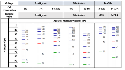 Figure 2 Under different electrophoresis buffer conditions, the position of each band of this product