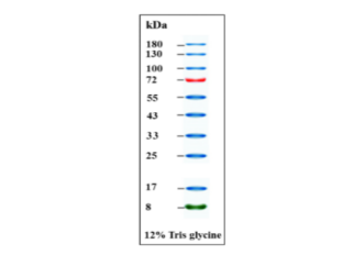 Figure 1 12% SDS-PAGE electrophoresis results