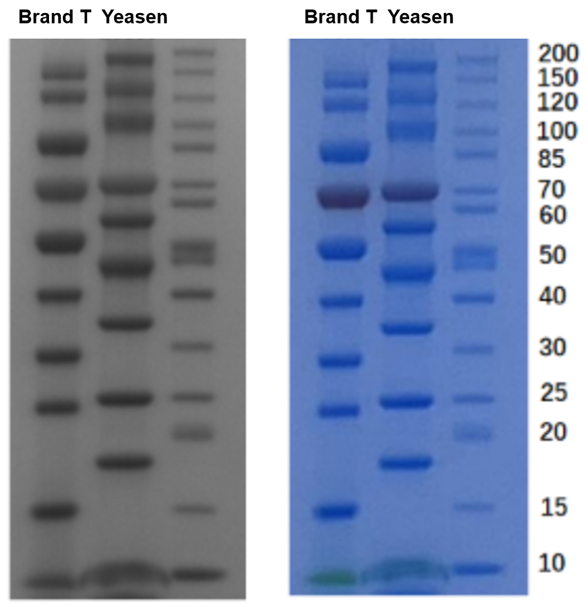 Side-by-side greyscale and blue gel images with lanes labelled Brand T and Yeasen and reference labels from 10 to 200.