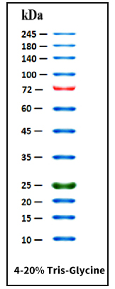 Figure1. 4-20 % SDS-PAGE electrophoresis results