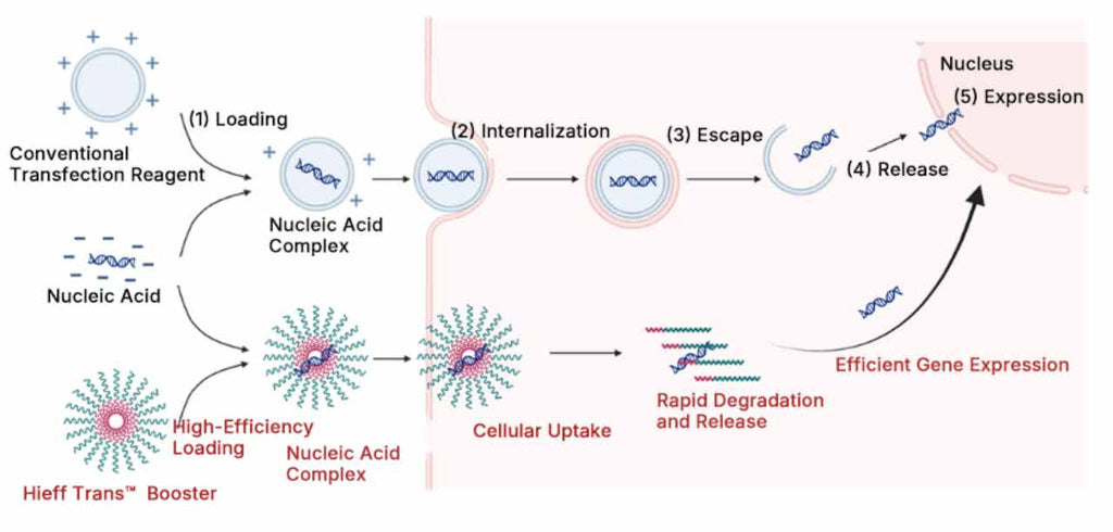 Manufacturer schematic comparing conventional transfection and Hieff Trans Booster stages: nucleic-acid loading, cellular entry, release and expression.