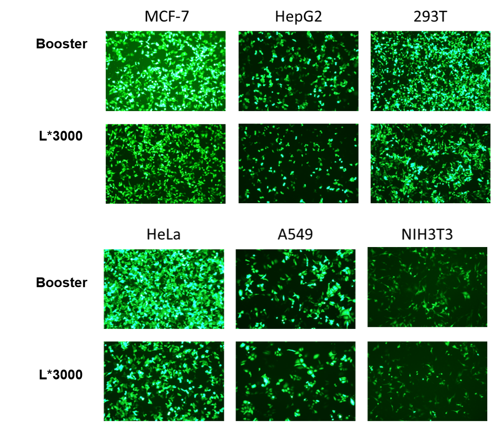 Figure 1. DNA transfection across different cells using Booster DNA&RNA Transfection Reagent versus L*3000.