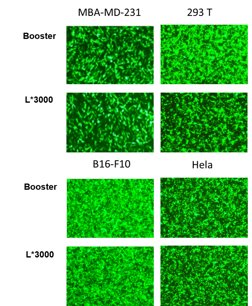Figure 2. mRNA transfection across different cells using Booster DNA&RNA Transfection Reagent versus L*3000.