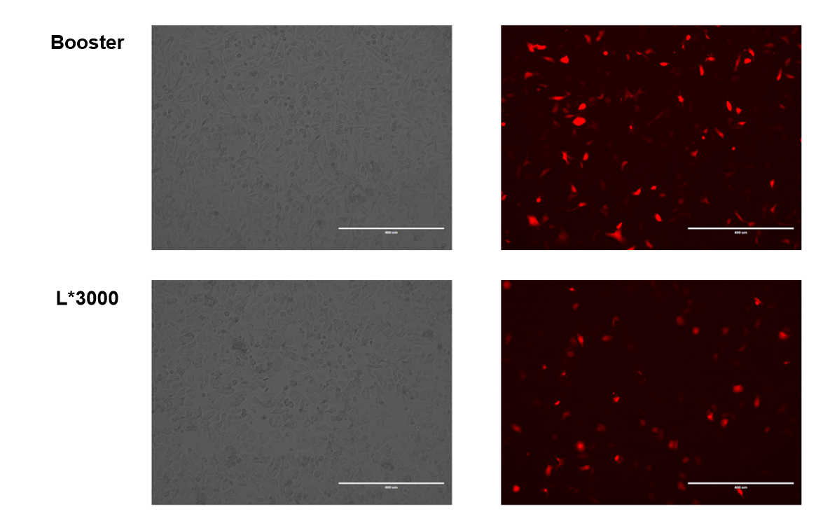 Figure 5. DNA transfection in primary Porcine Alveolar Macrophages (PAMs) using Booster DNA&RNA Transfection Reagent versus L*3000.