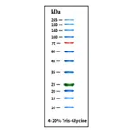 GoldBand™ 3-color High Range Protein ladder (10–245 kDa ) product pack